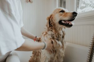veterinary services in Kennesaw GA