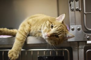 Veterinary Services in Woodstock GA