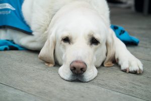 Veterinary Services in Woodstock GA